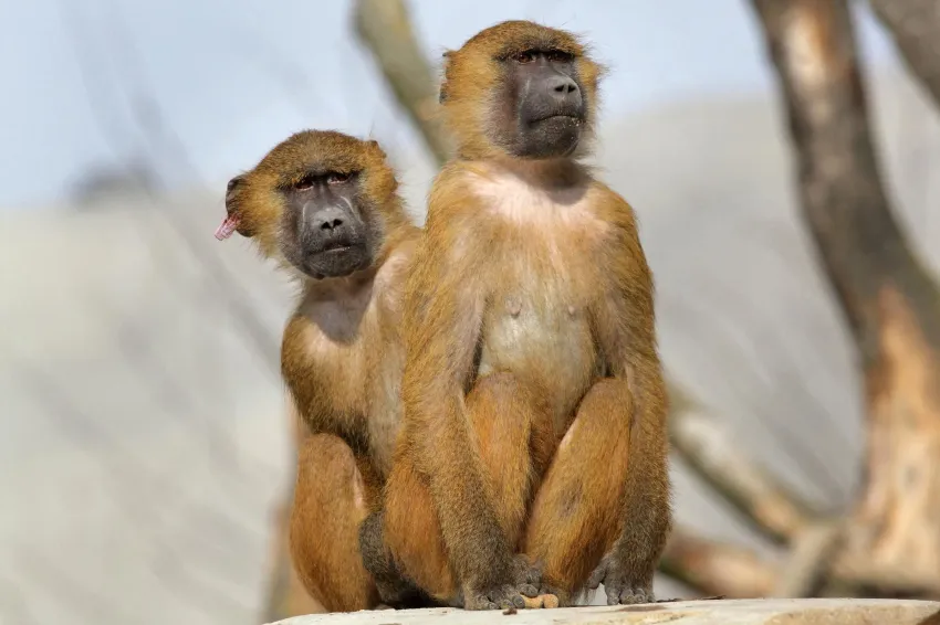 Allemagne : scandale après l’abattage de 12 babouins de Guinée dans un zoo