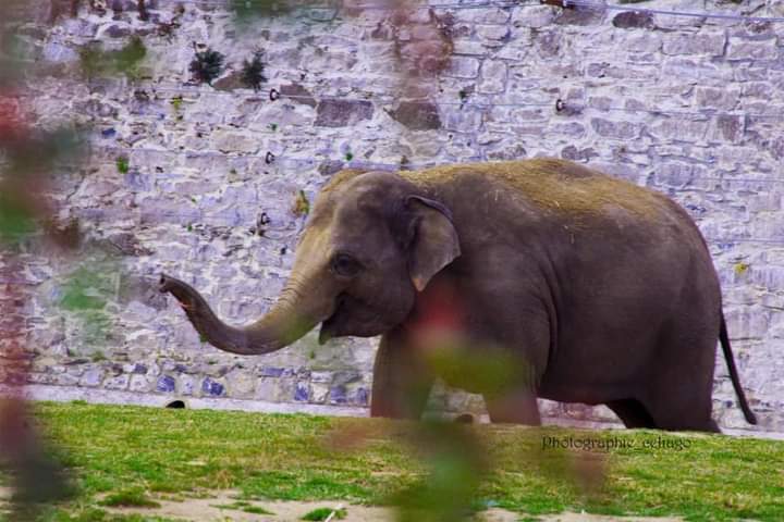 Treize éléphants vont être transportés par avion de l’Angleterre vers le Kenya