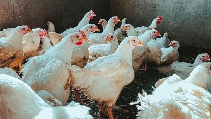 Le ministère de l&rsquo;élevage confirme la présence de grippe aviaire dans des fermes de Coyah et Forecariah