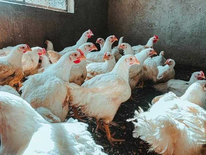 Le ministère de l’élevage confirme la présence de grippe aviaire dans des fermes de Coyah et Forecariah