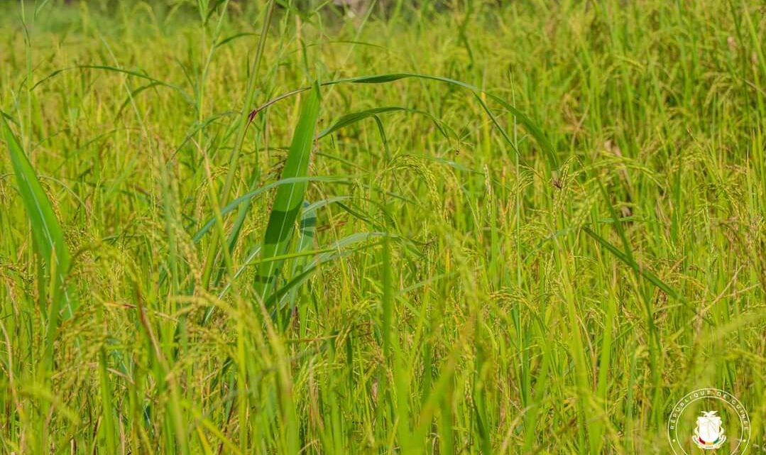 GUINÉE-ECONOMIE : LA FONDATION DIAMILA OPTE POUR UNE PRODUCTION AGRICOLE DE QUALITÉ