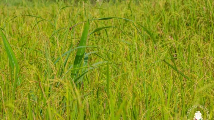 GUINÉE-ECONOMIE : LA FONDATION DIAMILA OPTE POUR UNE PRODUCTION AGRICOLE DE QUALITÉ