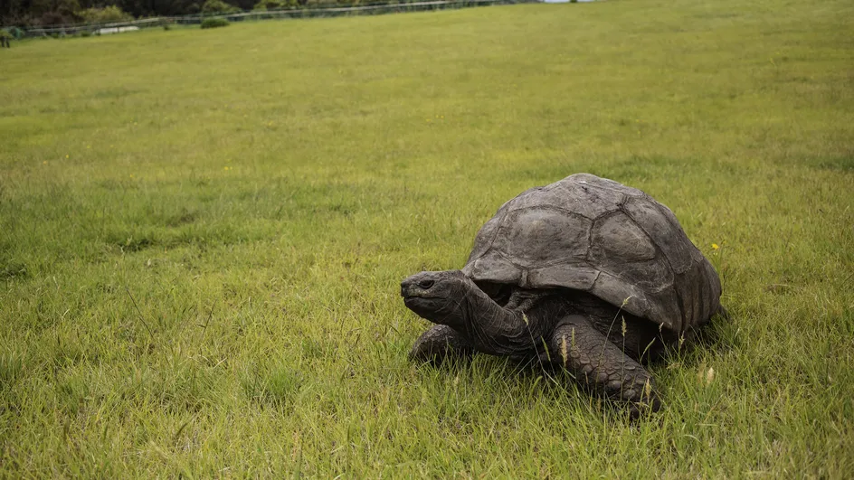 La plus vieille tortue du monde, Jonathan, fête ses 190 ans