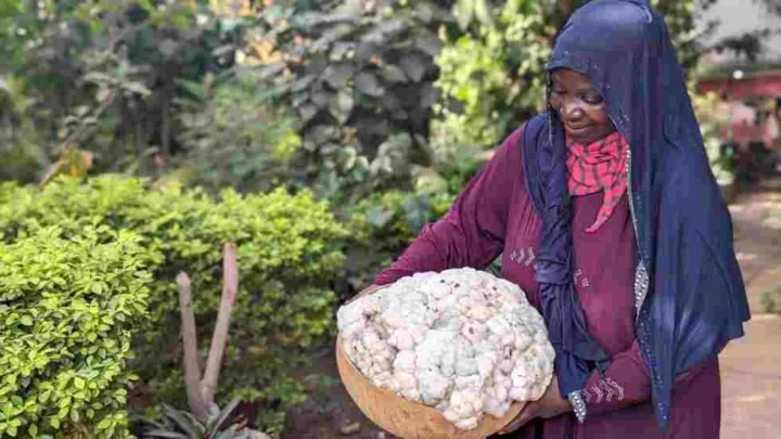 Guinée: la nostalgie agraire des possesseurs de jardins dits «tapade»