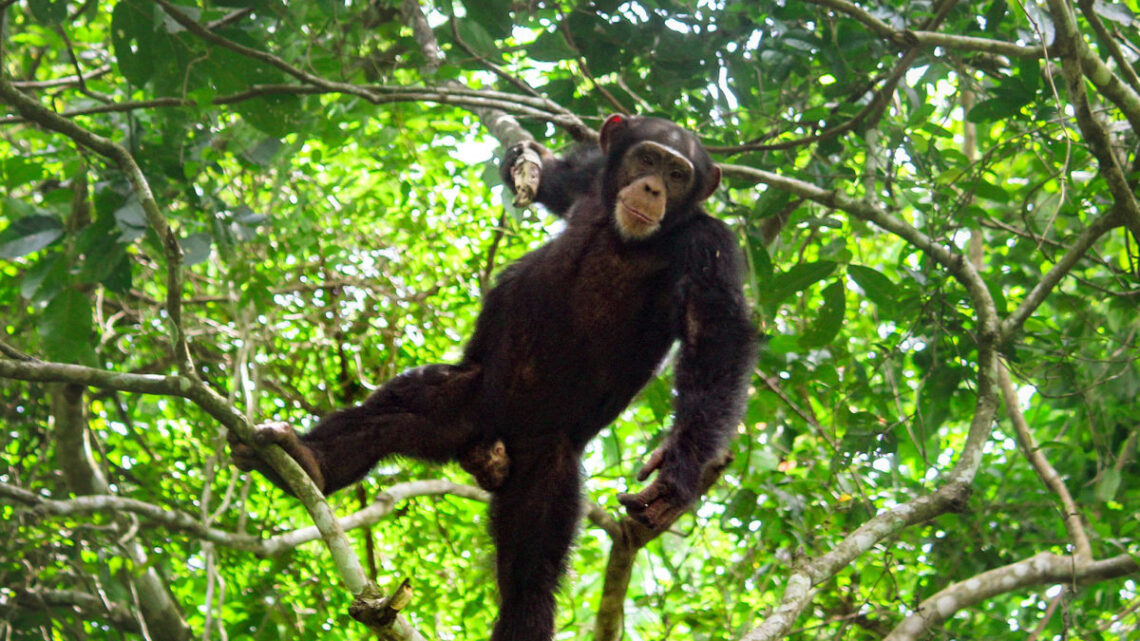 Siguiri : 4 personnes interpellées après avoir tué un chimpanzé à Niandankoro