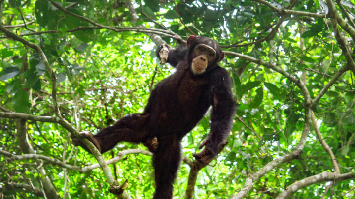 Siguiri : 4 personnes interpellées après avoir tué un chimpanzé à Niandankoro