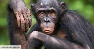 Lélouma: les chimpanzés sèment la terreur, un enfant de quatre ans blessé