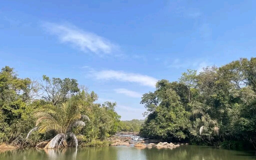 Guinée: au jardin botanique de Dubréka, les traditions inspirent la médecine moderne