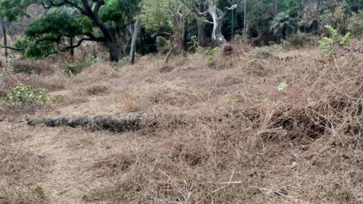 Le Sénégal s’essaie au blé local pour réduire sa dépendance aux importations