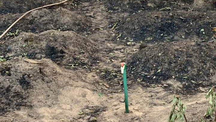 DALABA/MAFARA: UNE PLANTATION DE 15 HECTARES DÉTRUITE PAR UN FEU D’ORIGINE INCONNUE À TAMIKOURÉ 