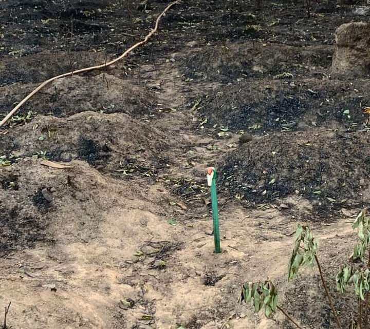 DALABA/MAFARA: UNE PLANTATION DE 15 HECTARES DÉTRUITE PAR UN FEU D’ORIGINE INCONNUE À TAMIKOURÉ 