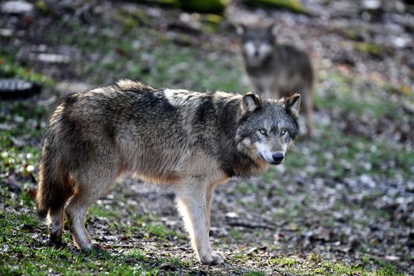 Il tente d’écraser un loup avec sa voiture, le conducteur est poursuivi pour tentative de destruction d’une espèce protégée