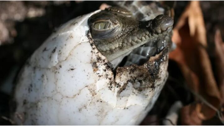 Une crocodile s’est mise enceinte toute seule