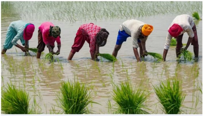 Quatre questions sur l’arrêt des exportations de riz blanc non basmati décidé par l’Inde