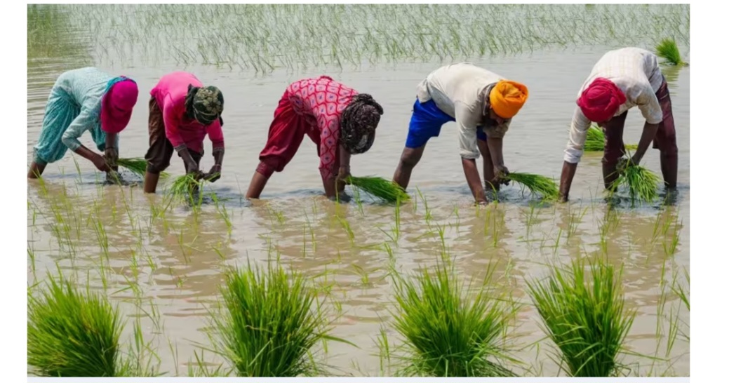 Quatre questions sur l’arrêt des exportations de riz blanc non basmati décidé par l’Inde