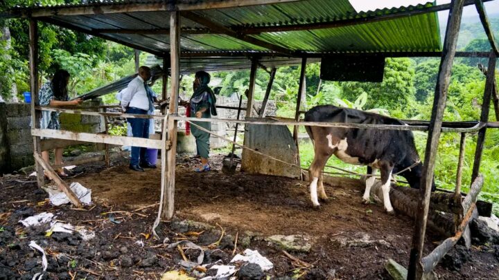 Reportage : le biodigesteur dans les foyers des Guinéens ruraux