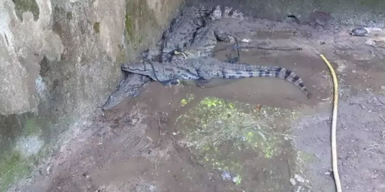 Guinée/Dubreka : 3 trafiquants  mis aux arrêts pour trafic de crocodiles puis relâchés à la suite d’une grogne populaire