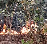 Lelouma : un feu ravage la forêt communautaire de Golo