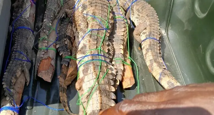 Kagbelen/Dubréka : Un présumé trafiquant de 7 crocodiles mis aux arrêts !