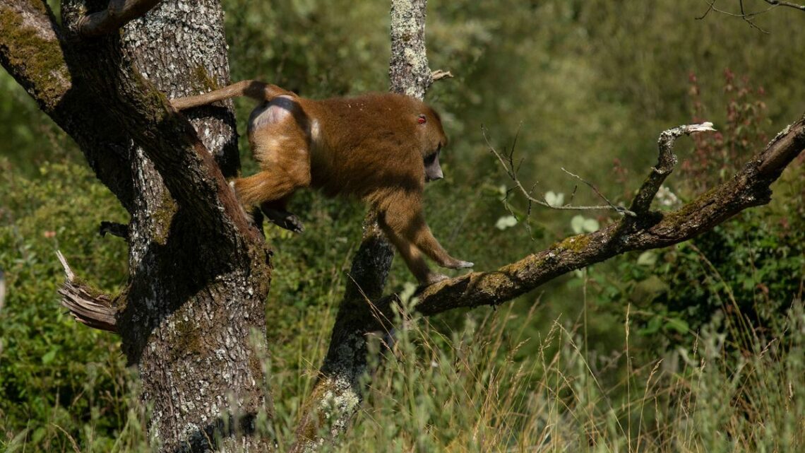 Indre : la réserve zoologique de la Haute-Touche accueille 11 nouveaux babouins de Guinée