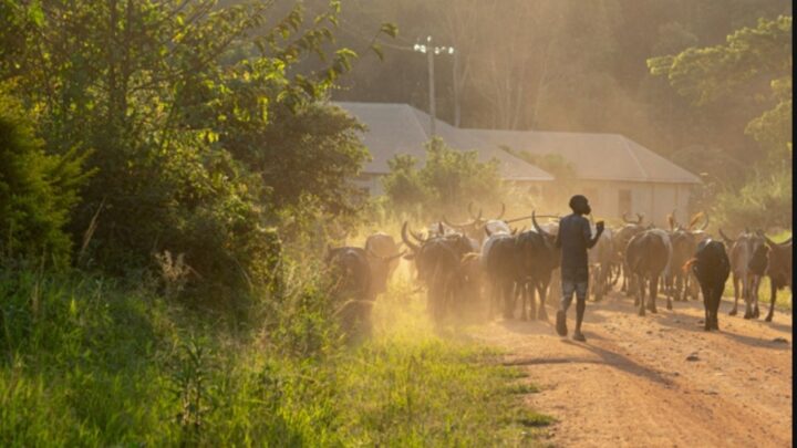 Massacre de Zogota en Guinée : Première audience devant le tribunal judiciaire de Paris