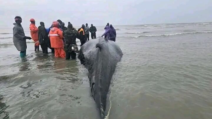 Échouage d’une baleine au Port de pêche de Matakang