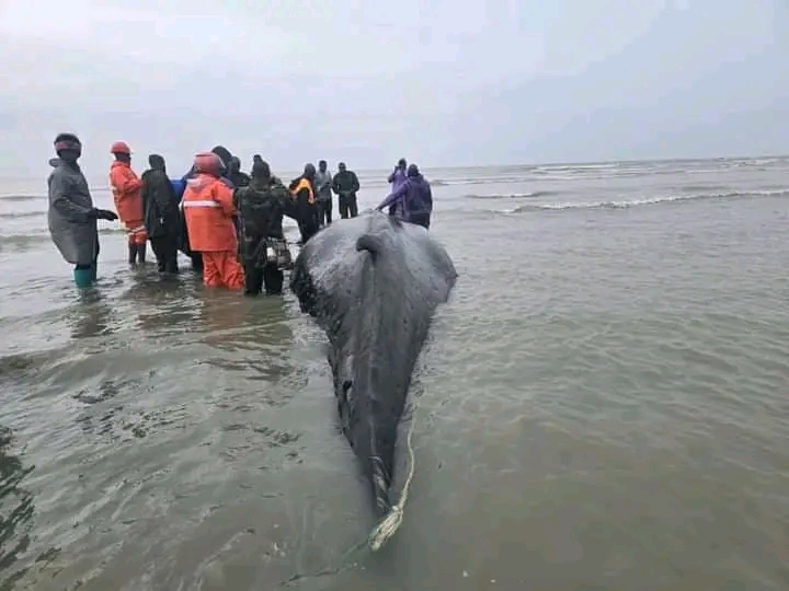 Échouage d’une baleine au Port de pêche de Matakang