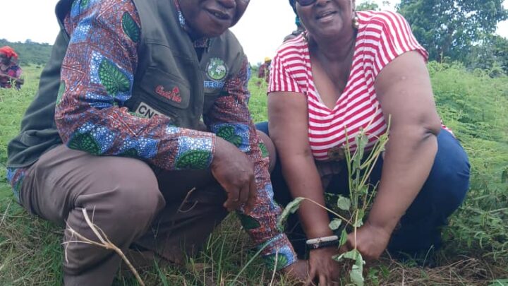 Les Réseaux AWLN-Guinée et REFAMP-Guinée dans la spirale de la campagne de reboisement 2024 reboise 15 hectares sur les berges du fleuve Konkoure à Tondon, préfecture Dubréka