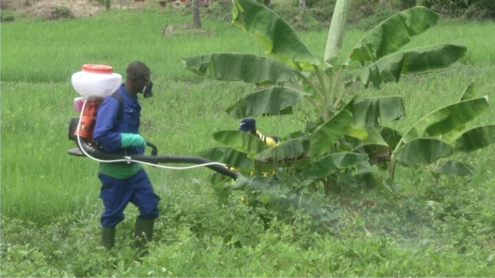 N’ZÉRÉKORÉ/DES  »FOURMIS ROUGES » DÉTRUISENT DES CHAMPS ET PROVOQUERAIENT DES AVORTEMENTS CHEZ LES FEMMES