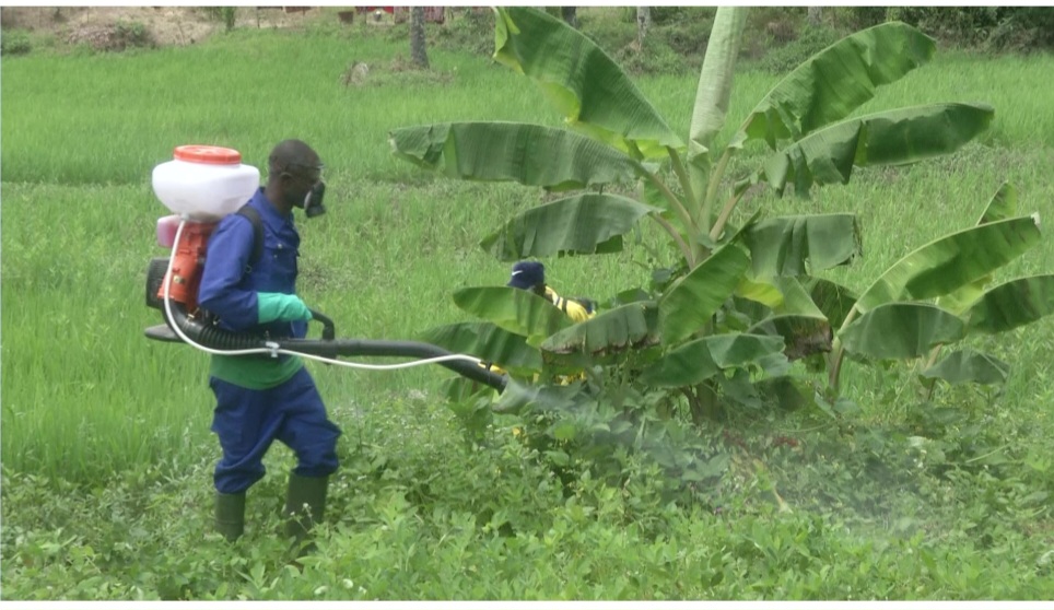 N’ZÉRÉKORÉ/DES  »FOURMIS ROUGES » DÉTRUISENT DES CHAMPS ET PROVOQUERAIENT DES AVORTEMENTS CHEZ LES FEMMES