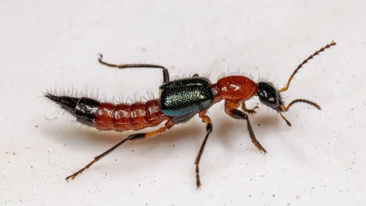 Santé : retour de l’insecte Paederus ou béret rouge en Guinée