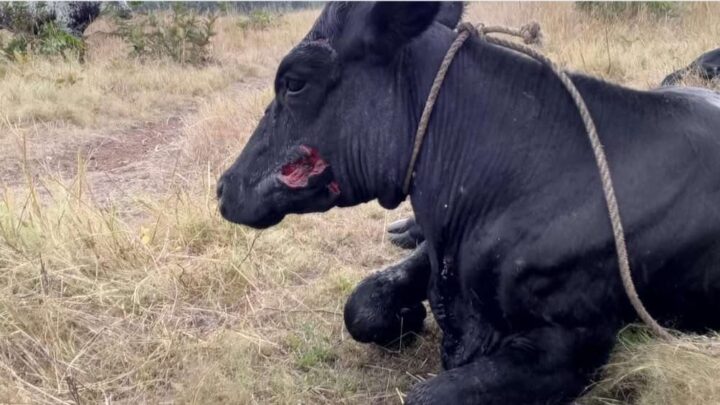 Boké : Une panthère dévore plusieurs bœufs à Loppè dans la CR de Sangarédi