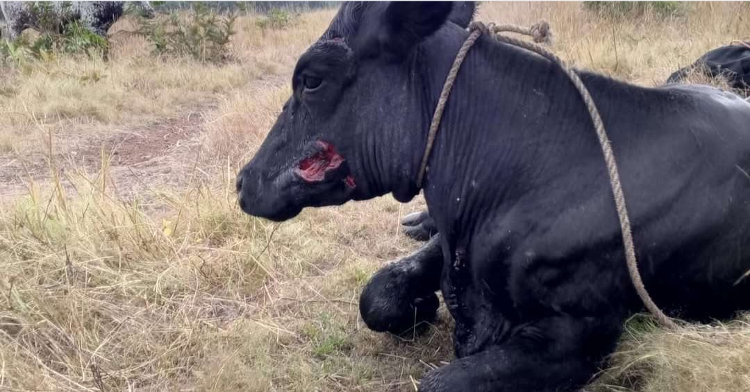 Boké : Une panthère dévore plusieurs bœufs à Loppè dans la CR de Sangarédi