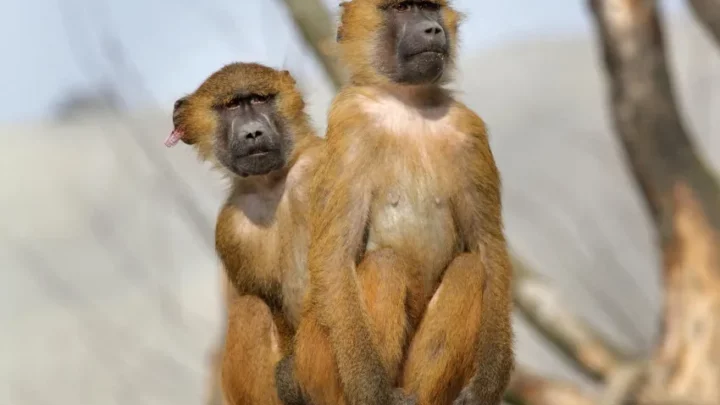 Allemagne : scandale après l’abattage de 12 babouins de Guinée dans un zoo