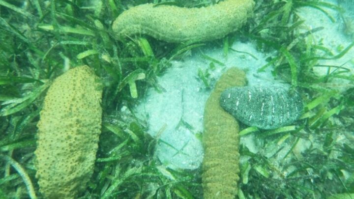 Trafic de concombre de mer: un ressortissant Chinois condamné à Conakry