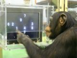 Ai, la chimpanzé « génie » qui reconnaissait des chiffres et des lettres, est morte à 49 ans