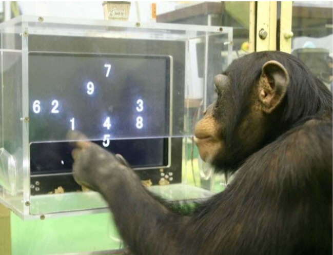 Ai, la chimpanzé « génie » qui reconnaissait des chiffres et des lettres, est morte à 49 ans