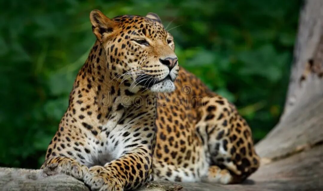 Tougué : un homme meurt à l’hôpital après une attaque de léopard