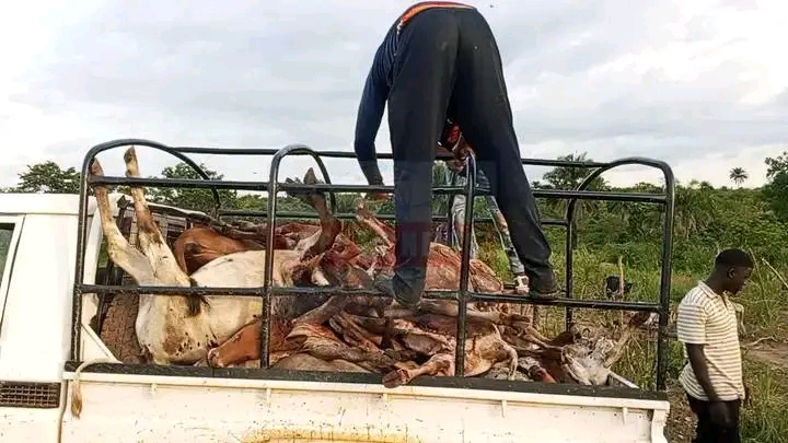 Guinée : 41 veaux abattus à Lainé, des éleveurs plongés dans la détresse