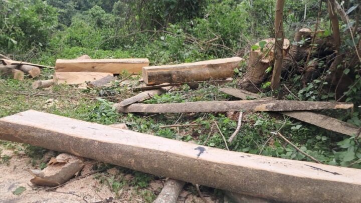 Trafic de bois à Mamou: deux suspects interpellés dans le futur Parc National Penselli Soyah Sabouyah (PSS) devant la justice!