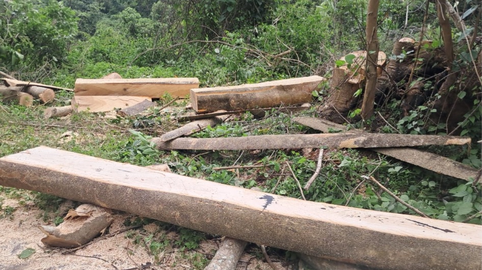 Trafic de bois à Mamou: deux suspects interpellés dans le futur Parc National Penselli Soyah Sabouyah (PSS) devant la justice!