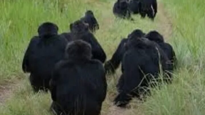 Un enfant de 5 ans grièvement blessé après une attaque de chimpanzé à Tanènè