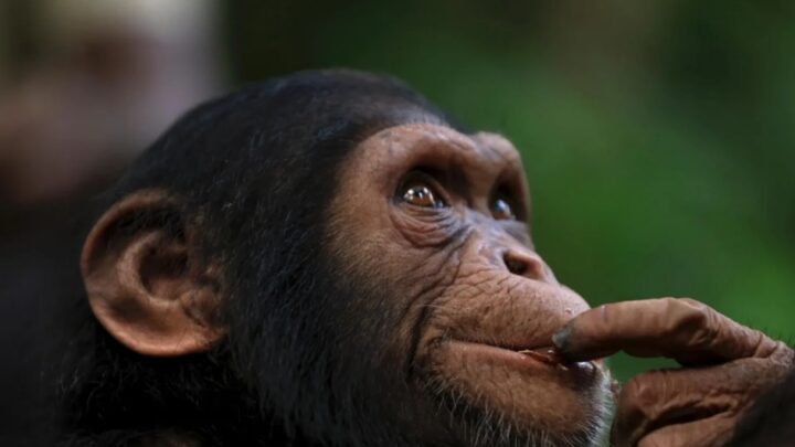 Mamou : un bébé d’un an mordu à la tête et au cou par un chimpanzé